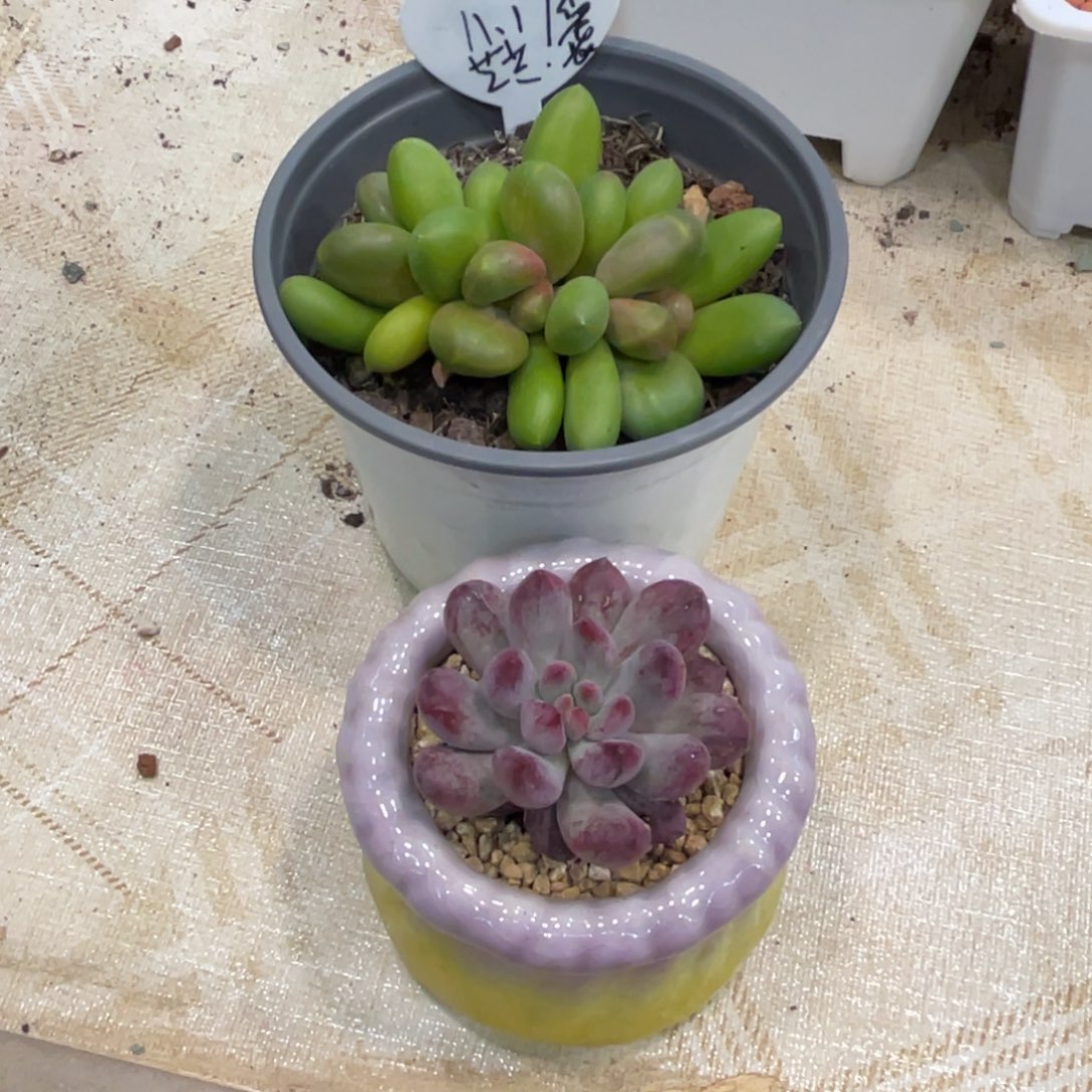 是***呀多肉植物车厘子石化芝