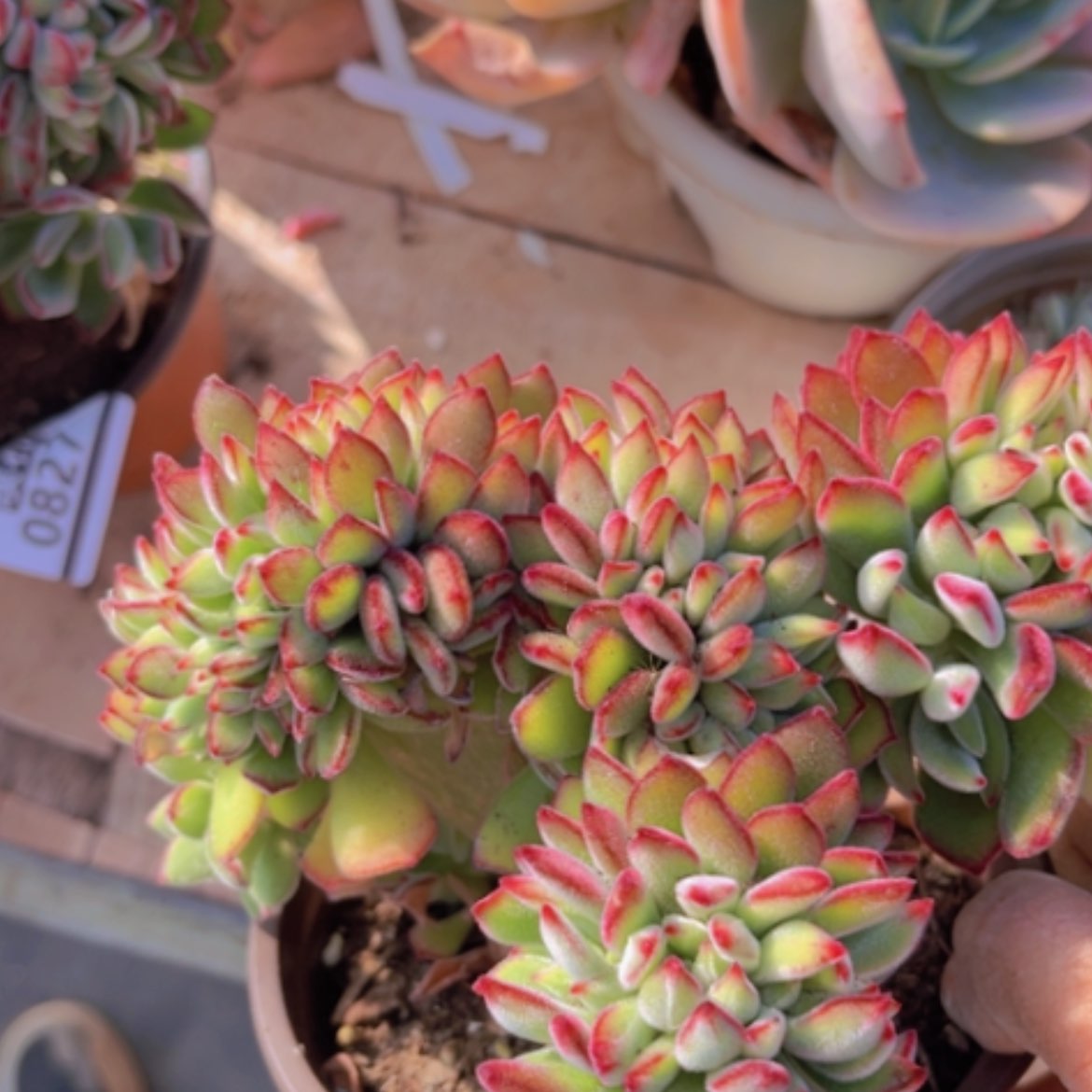 【闪购商品】红兔耳缀08272