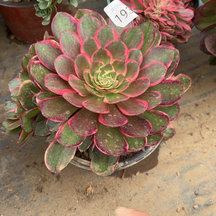 粉花妖多肉法师1937