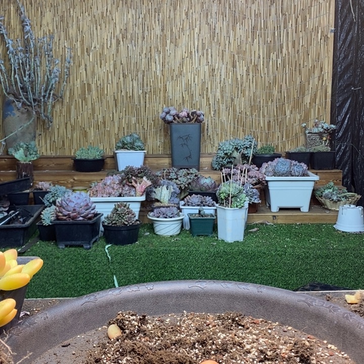 苹***丁134号金蝉多肉植物