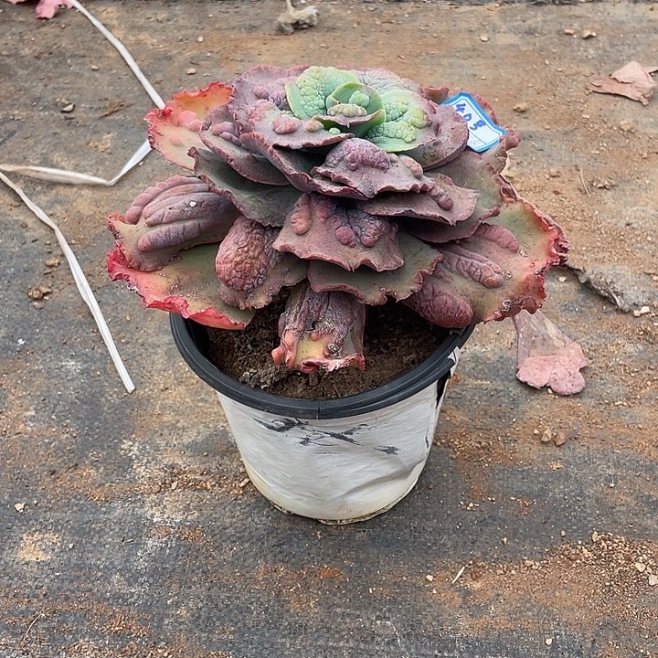 困***y4 0号包菜系列多肉植物1棵