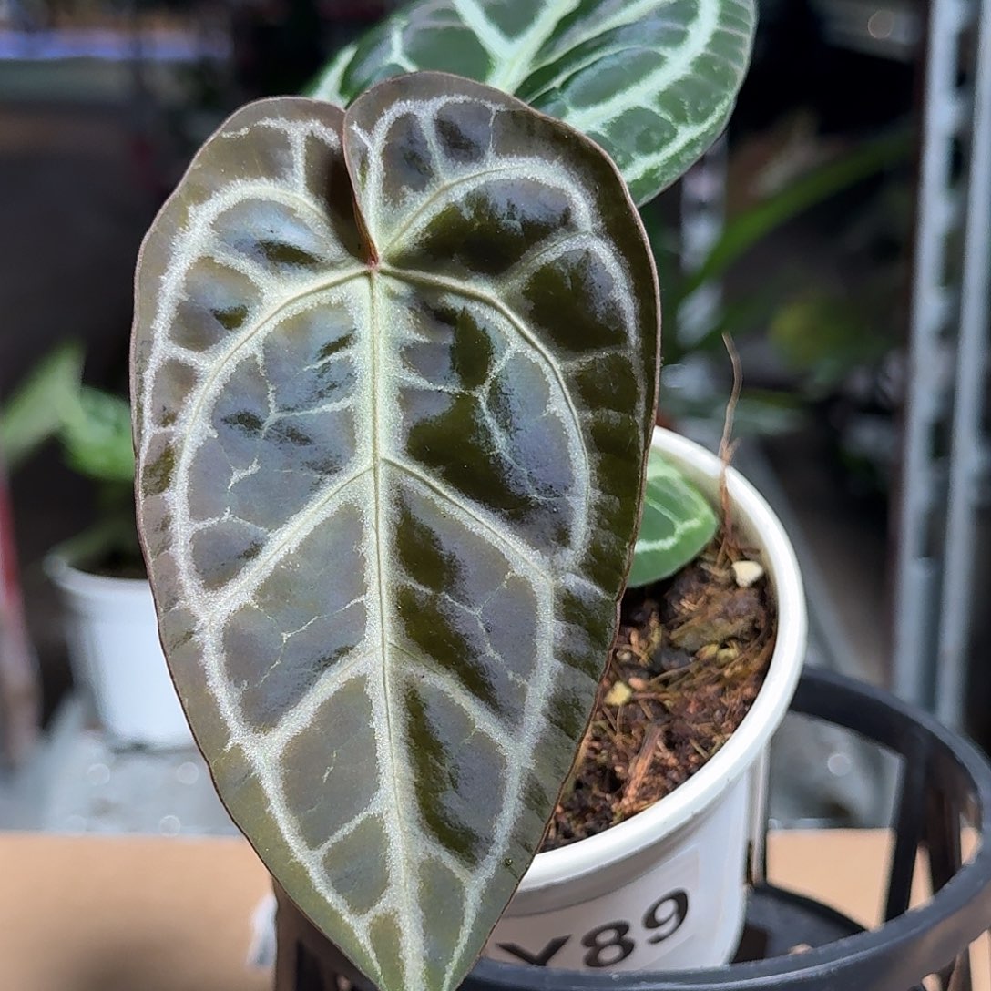 完全开放Y89南美黑水晶杂