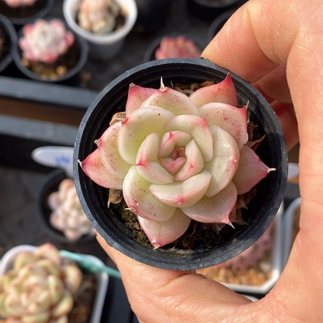 精品多肉一物一拍不包整11