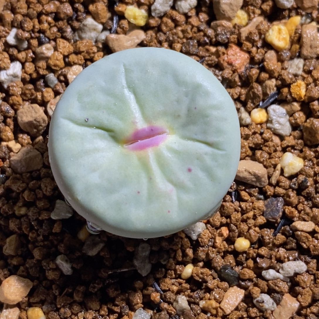 dows红嘴 大年份母本