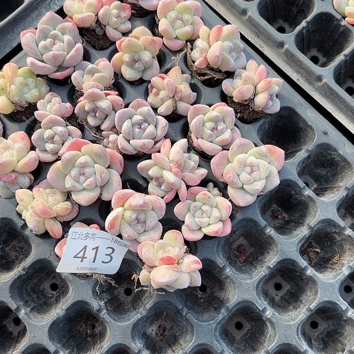 a***e413 号到手1框一物一拍