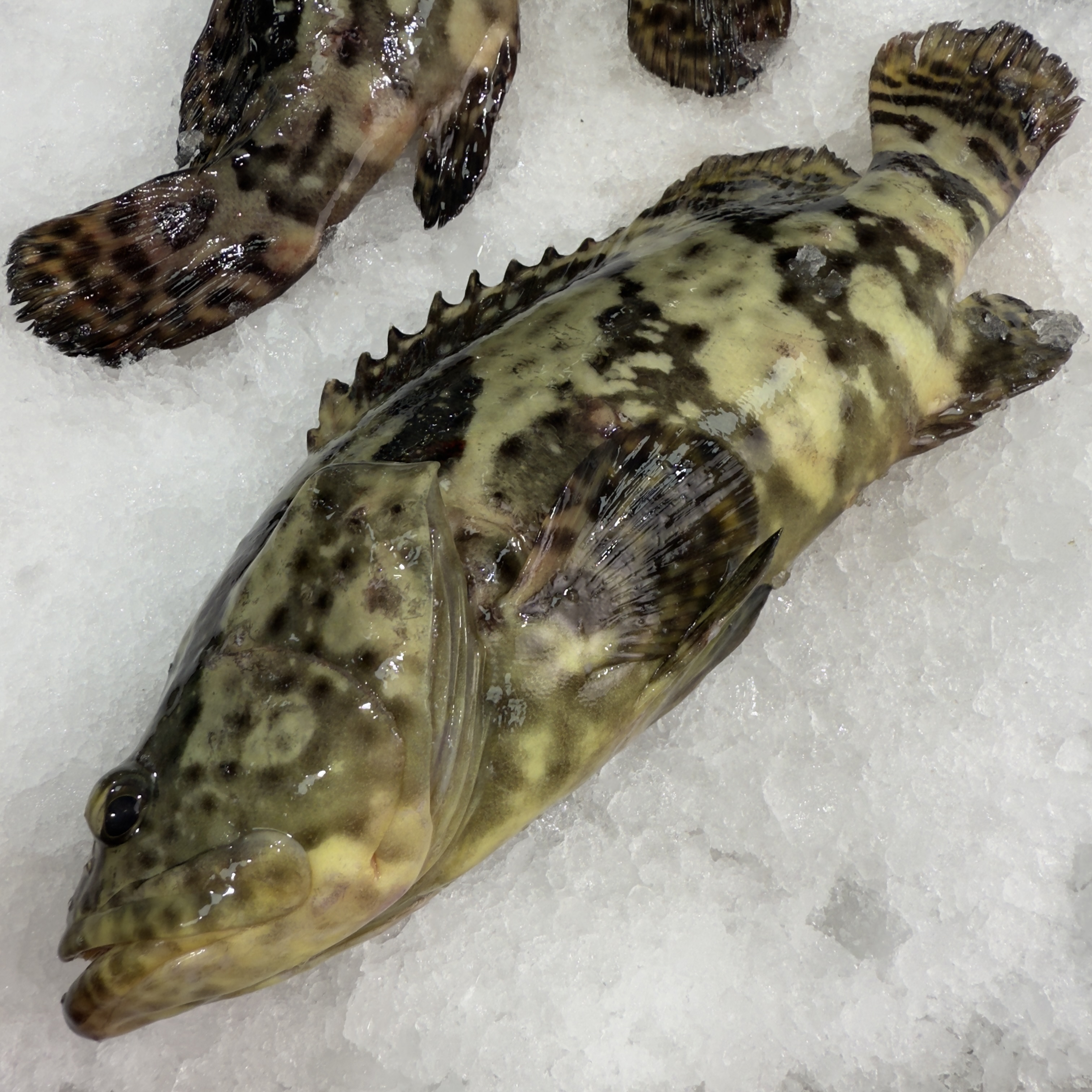 500-600g/条 本港石斑鱼珍珠斑 真空独立包装 广东茂名博贺港海鲜