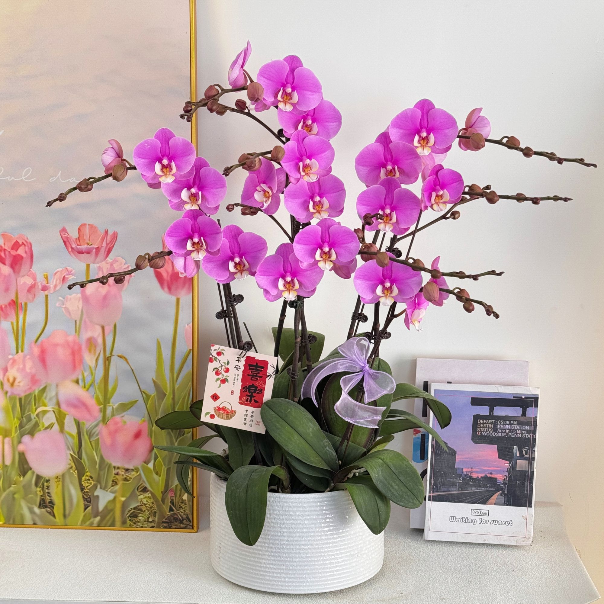 妗画【安娜】大花粉紫色蝴蝶兰 好养带花带花苞基地直发