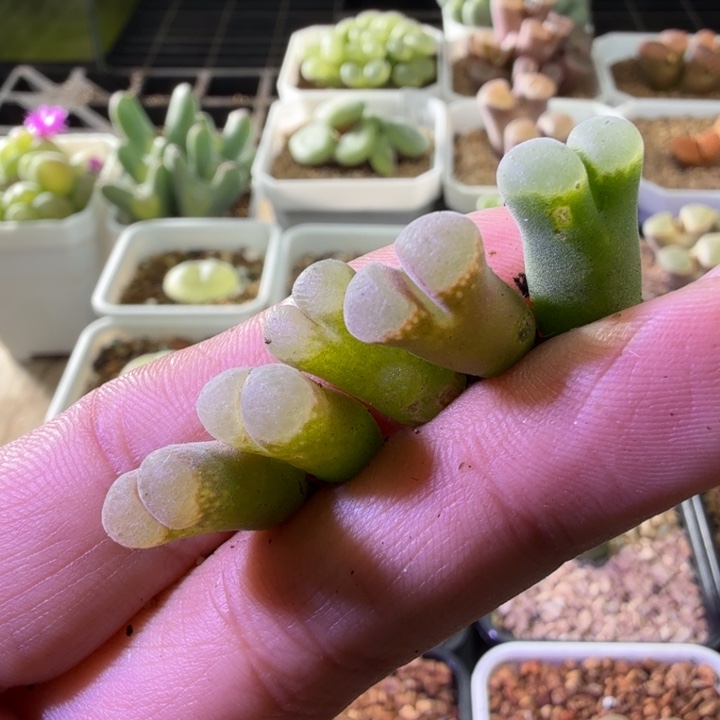 2928风铃玉5颗肉锥植物