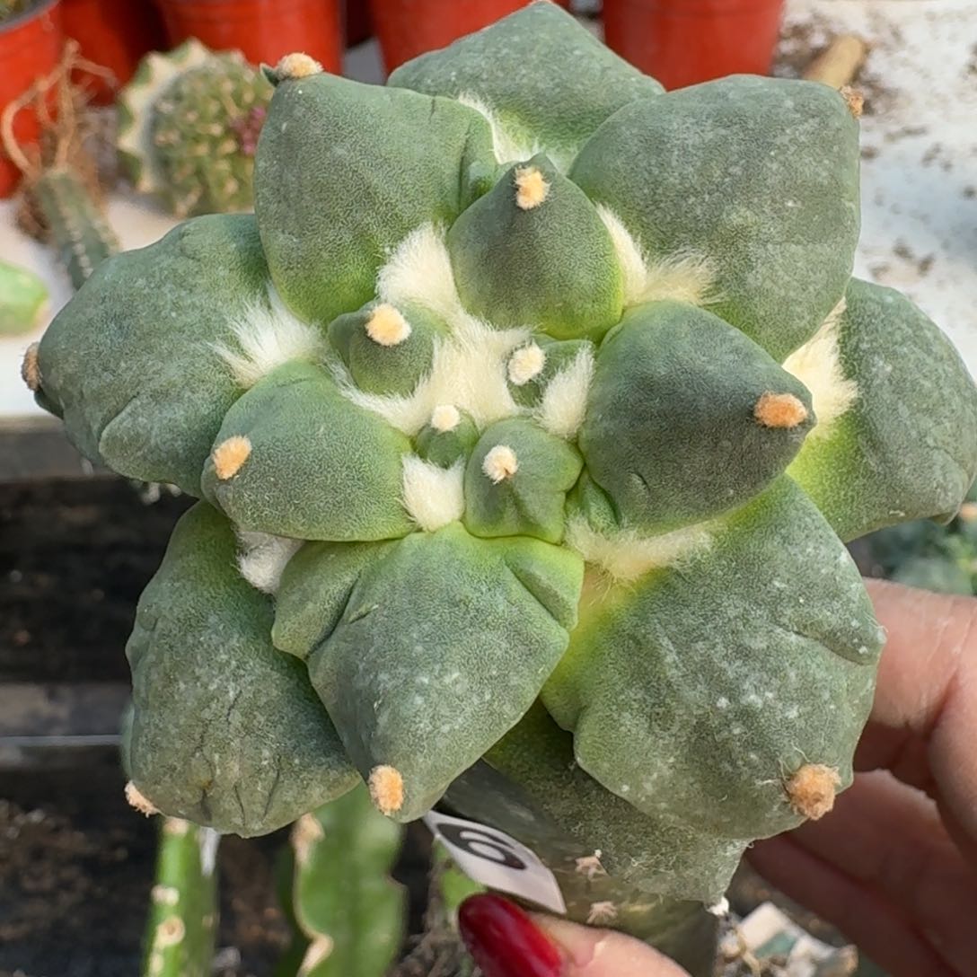 【闪购商品】无花朵白**皱尤青瓷666