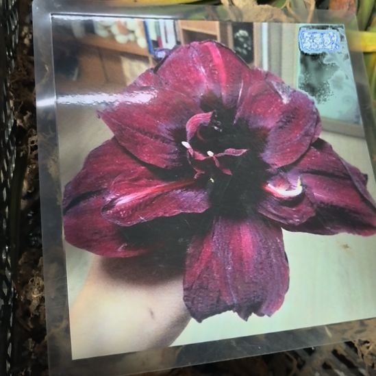 当前无花栽培后可以开花绣球5厘米裸根球