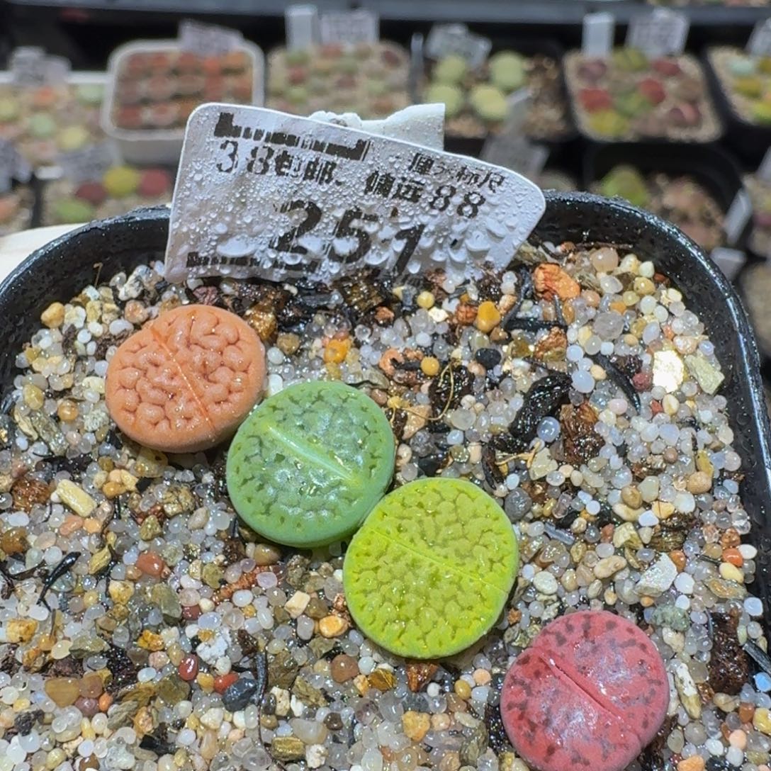 Sssss精品生石花251