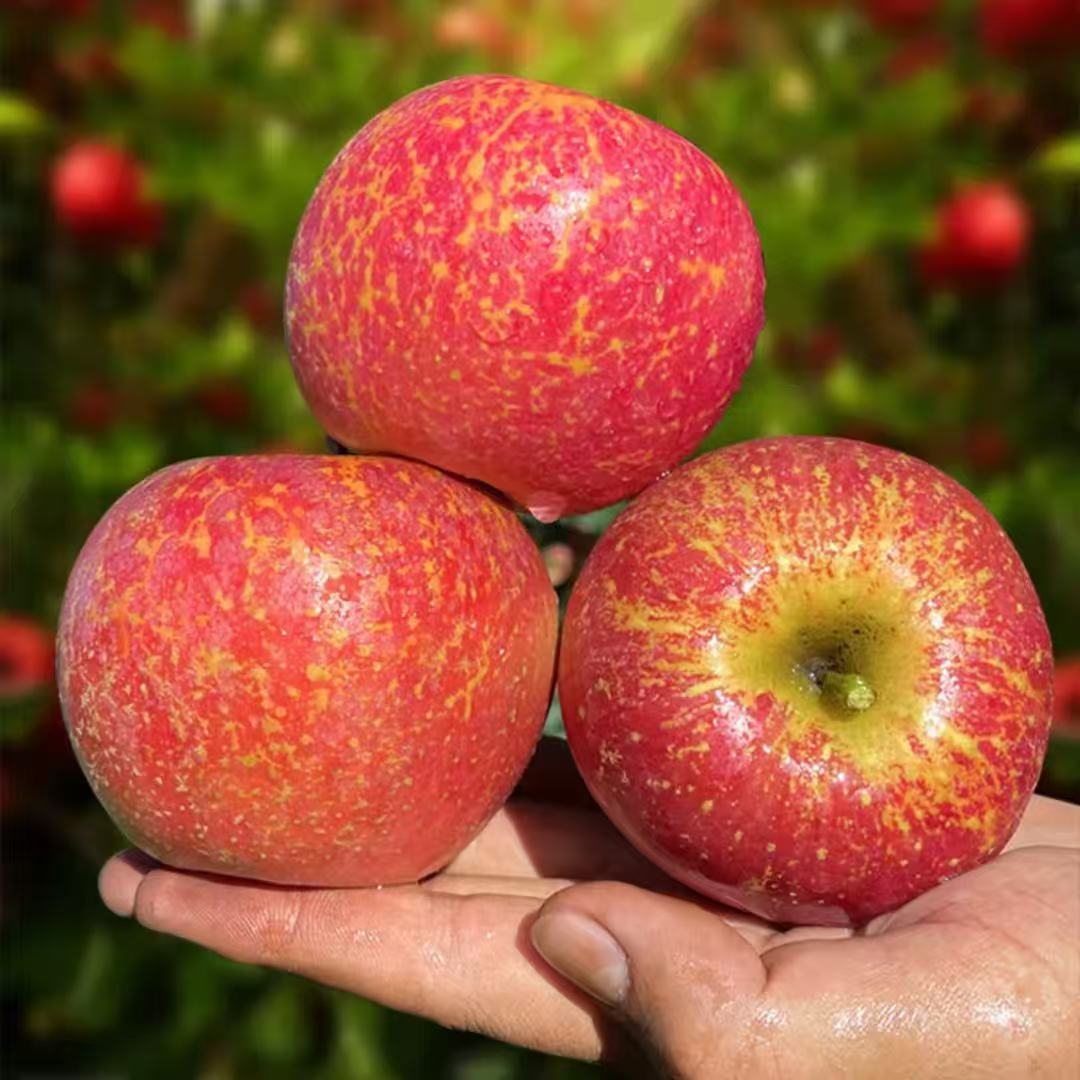 正宗云南昭通丑苹果脆甜多汁新鲜现发正宗丑苹果当季热卖