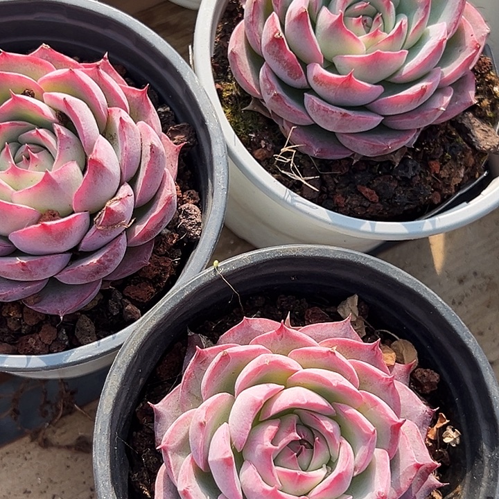    两盆        侧影   