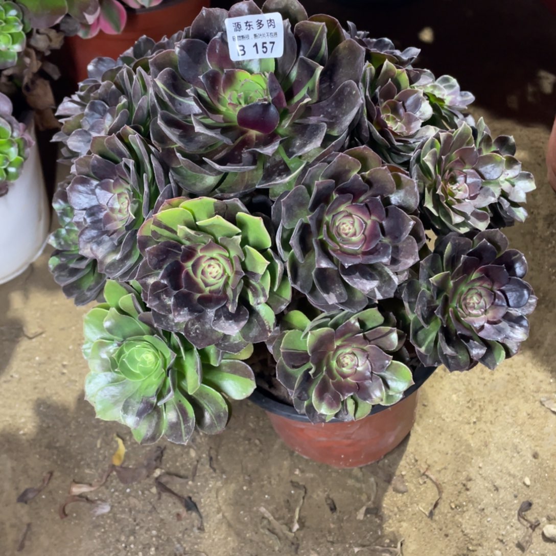 157黑魔多肉法师断枝不包