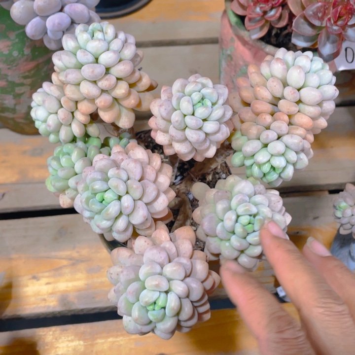 谢谢你的支持00000011217