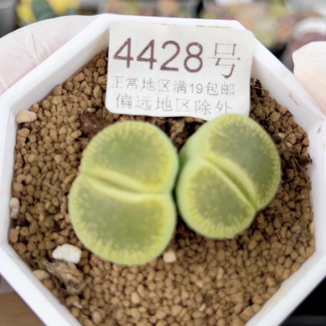 4428 好养易活生石花大母本