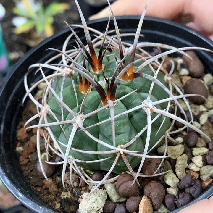 孤品实生狂刺天琳玉5.6cm