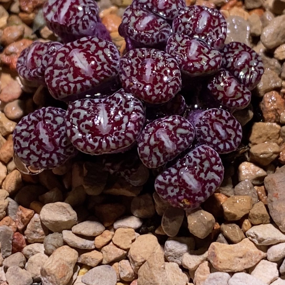 墨墨墨福利福利福利