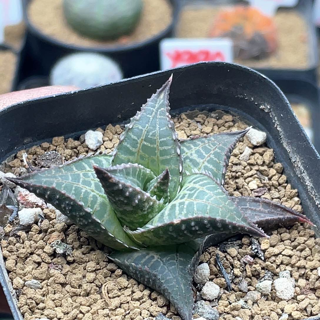 实生丸叶龙鳞 致远多肉