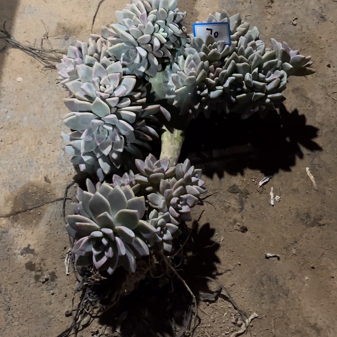 叶***盘70号淡雪缀化一物一拍