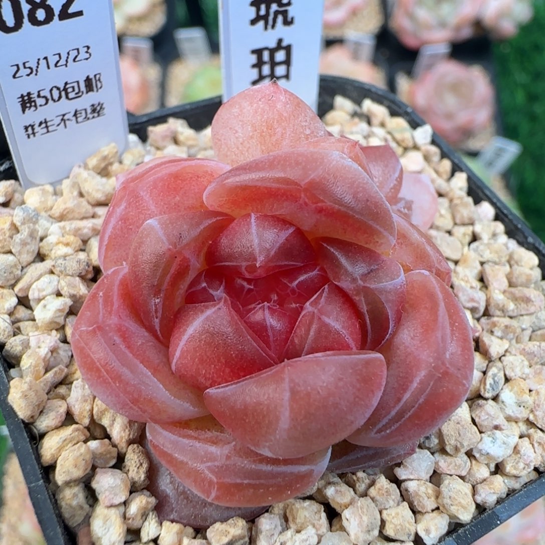 082  琥珀   5厘米盆