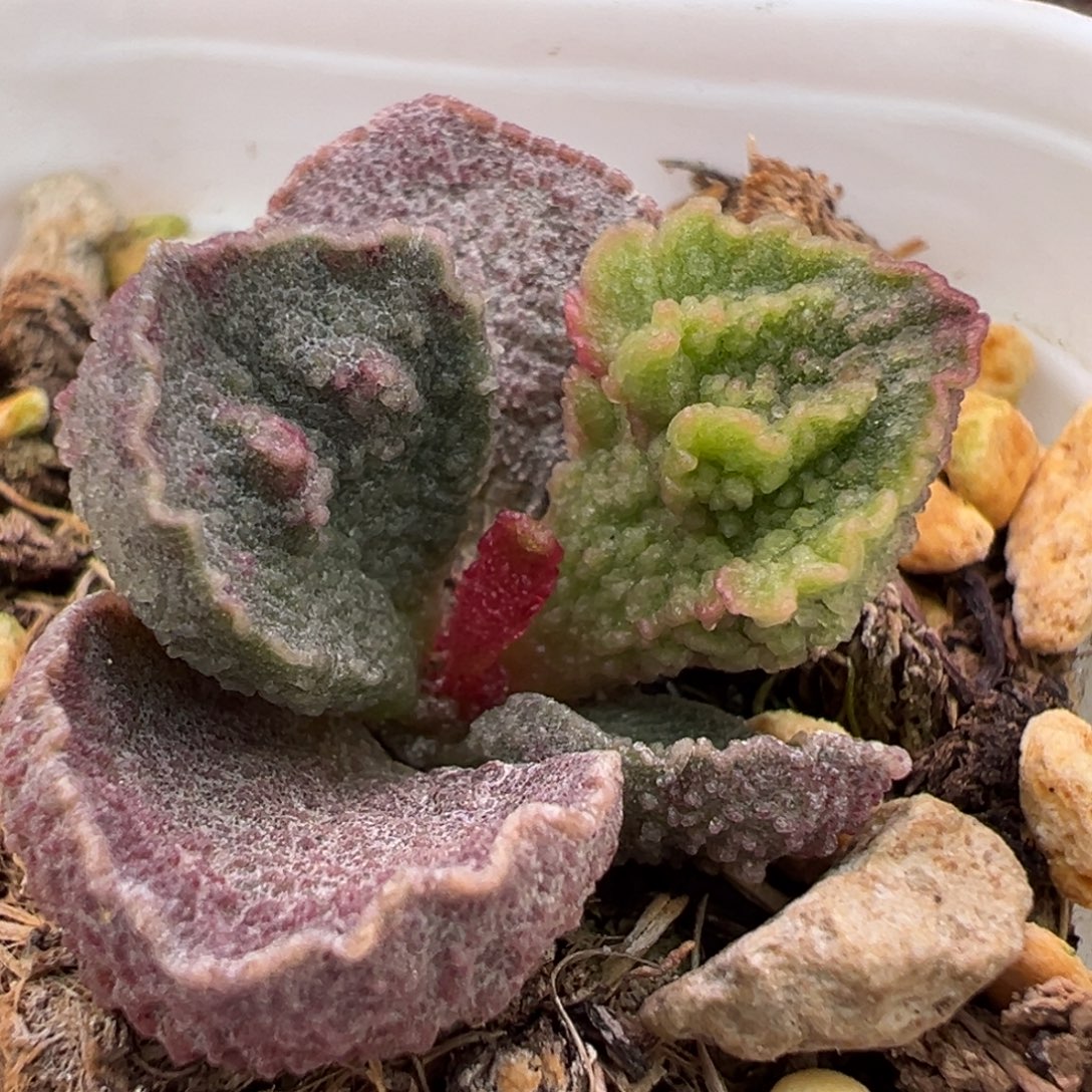实生新品多肉植物水泡多肉植物