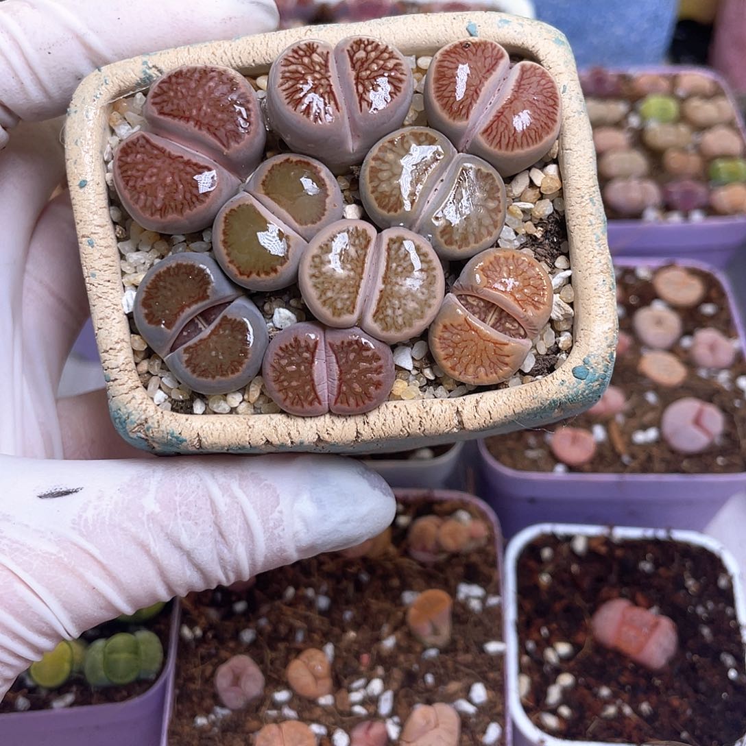 377 带盆发货………………