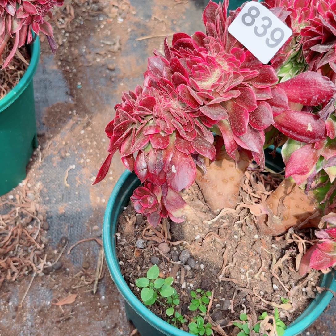 女郎839 号多肉清货断枝不包损