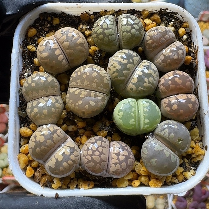 生石花1111111。   136