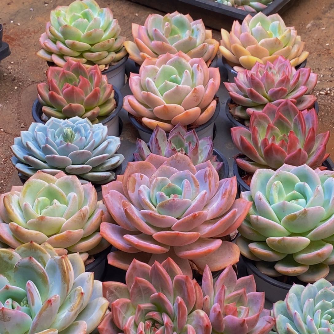 031多肉植物保护研究所所长