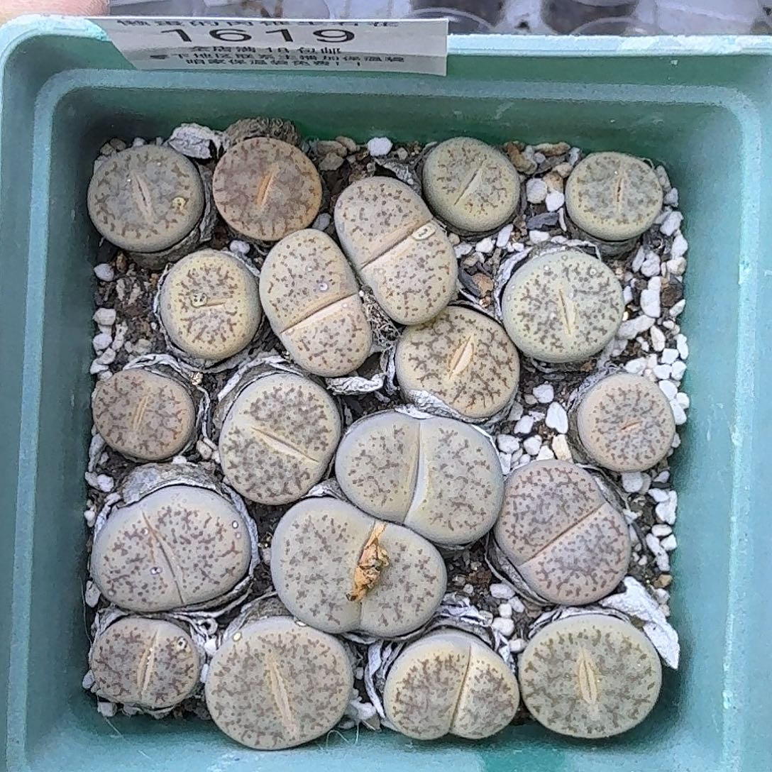 1619 哈哈哈哈哈哈哈哈哈哈