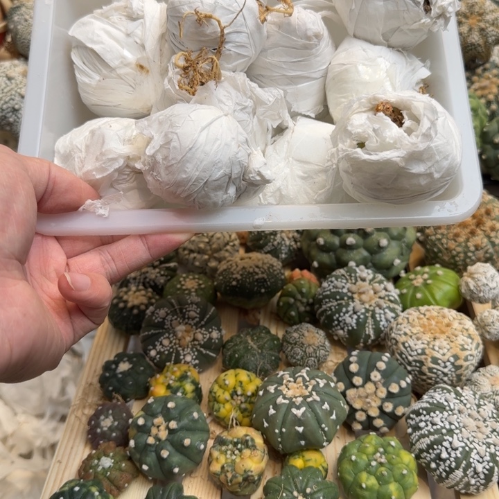 兜星球仙人球915号