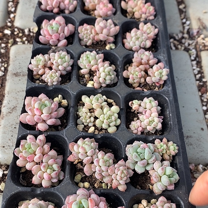 121 多肉植物盆栽花卉