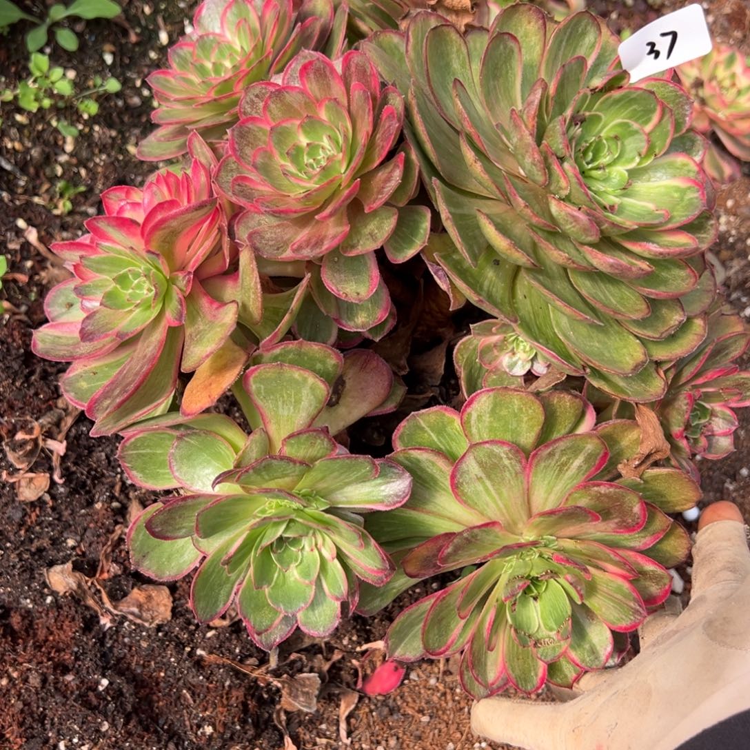 37莲花做多肉椅子