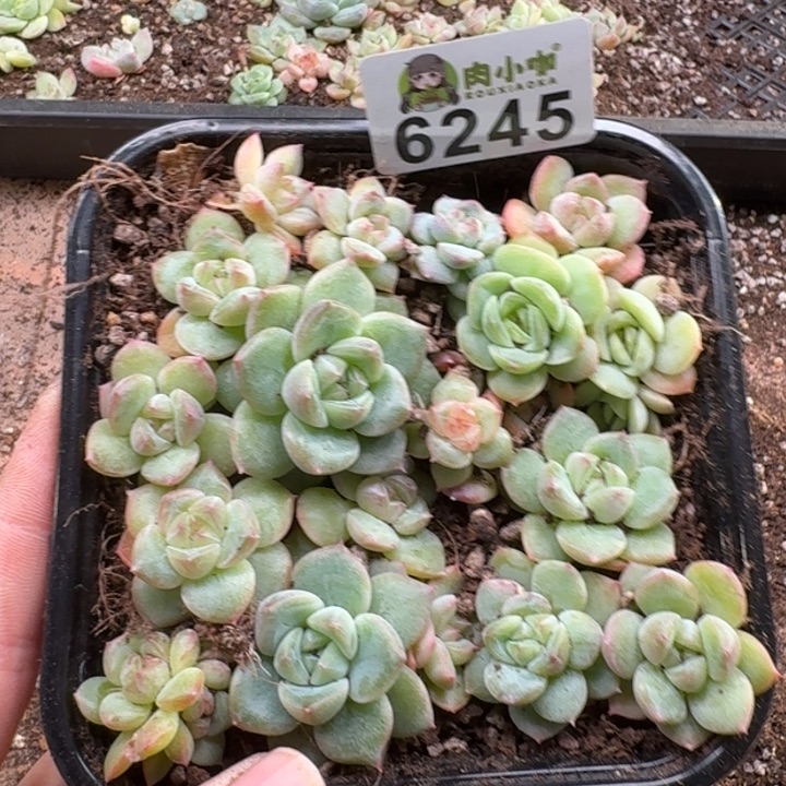 多肉植物多肉植物