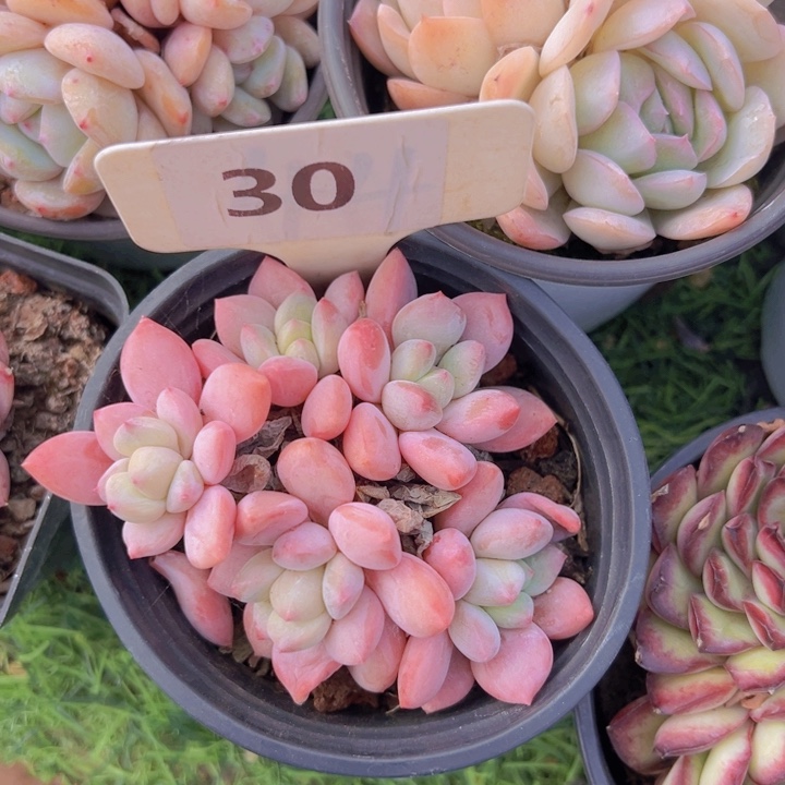 健健康康平平安安