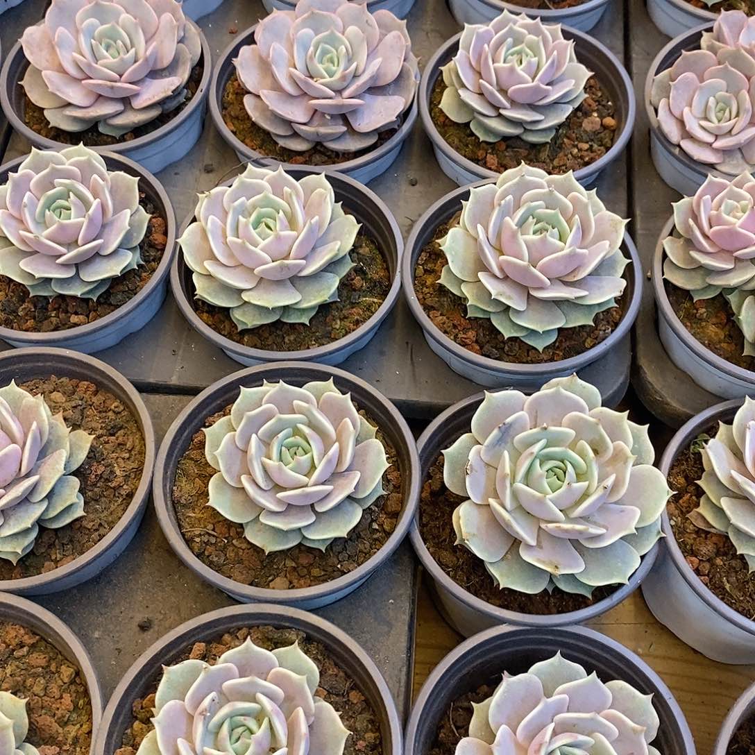 粉蝶单头，福利多多