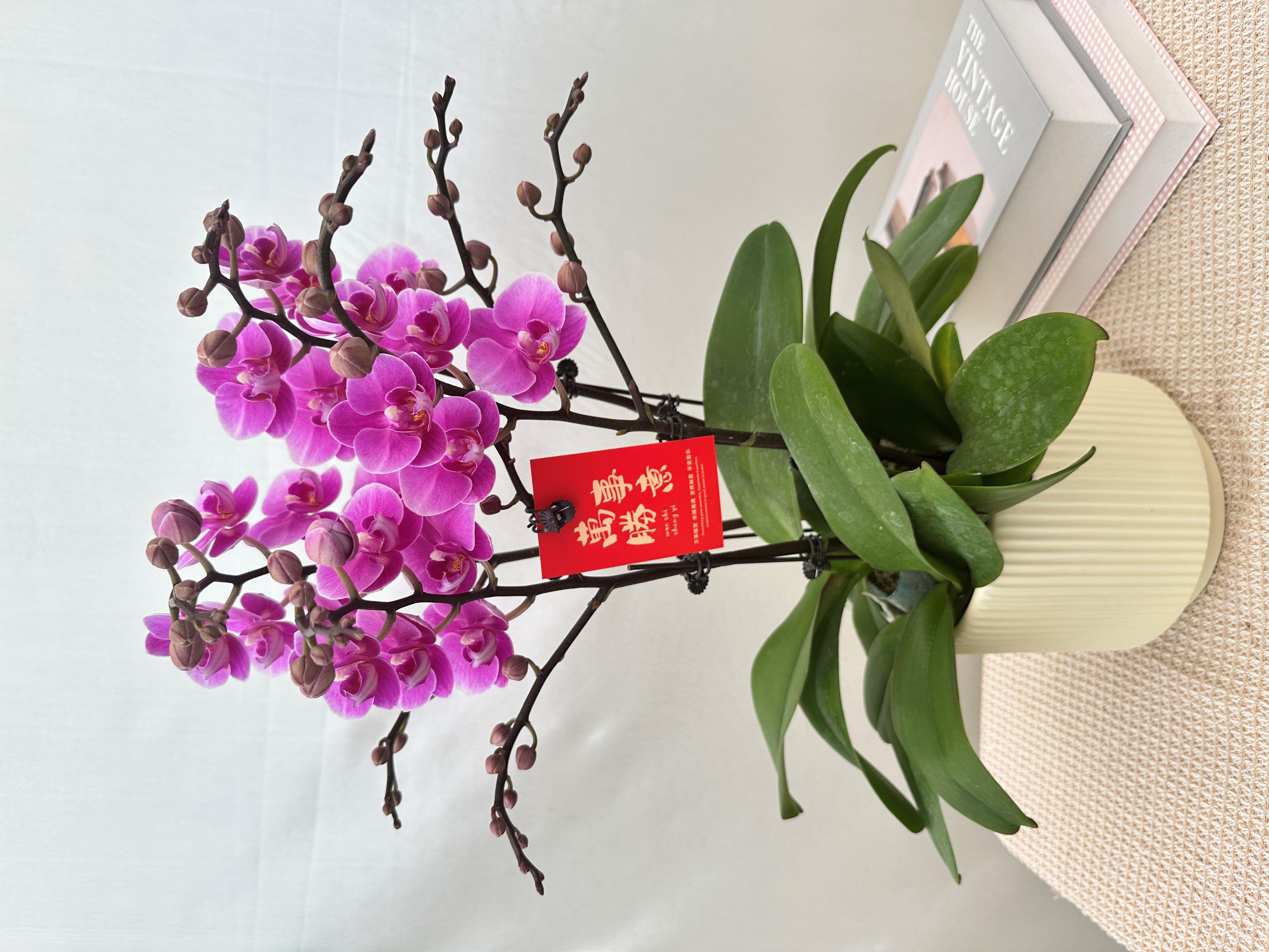 【紫霞仙子】蝴蝶兰 红色花卉 办公室客厅观赏花