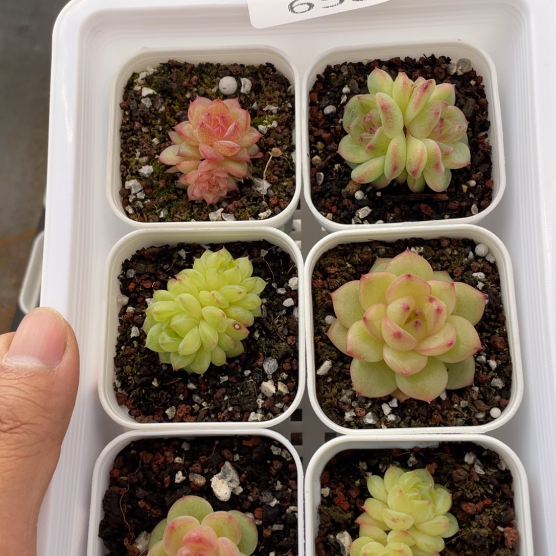 云糖心多肉植物658