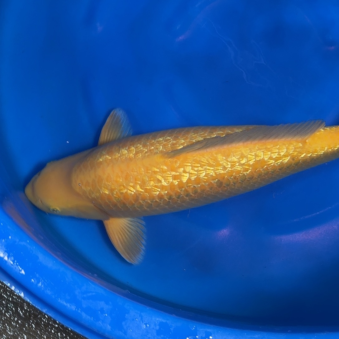 海水鱼爱屋银麟介子