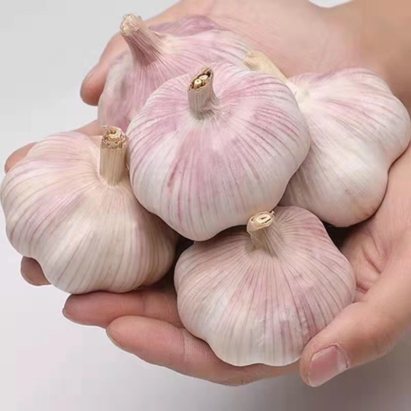 【金乡大蒜】25年大蒜干蒜紫皮大蒜新鲜蒜头红皮多瓣当季紫白皮