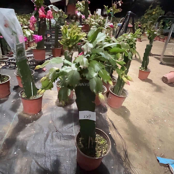 完全开放2219AN082