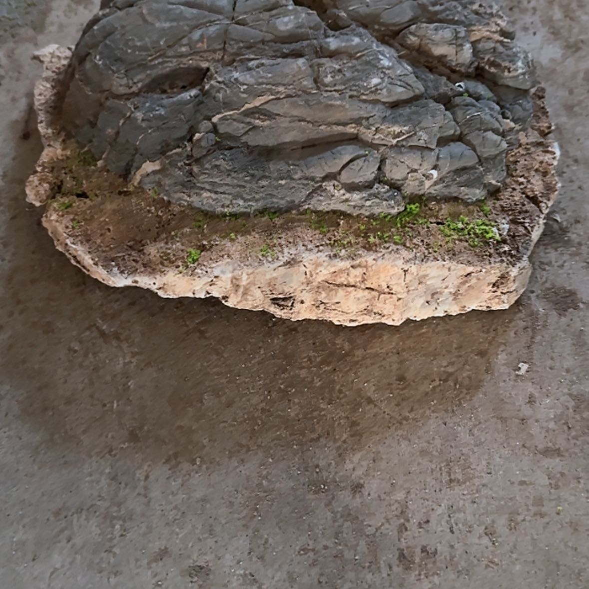 【闪购商品】香榧木南**士出汗的时候还不够努力