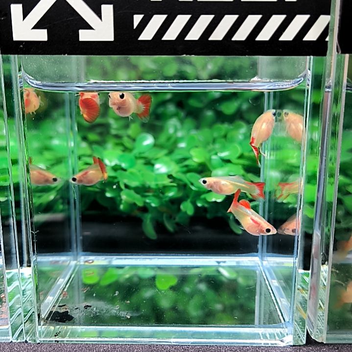 孔雀鱼皇家落日三对。三个月