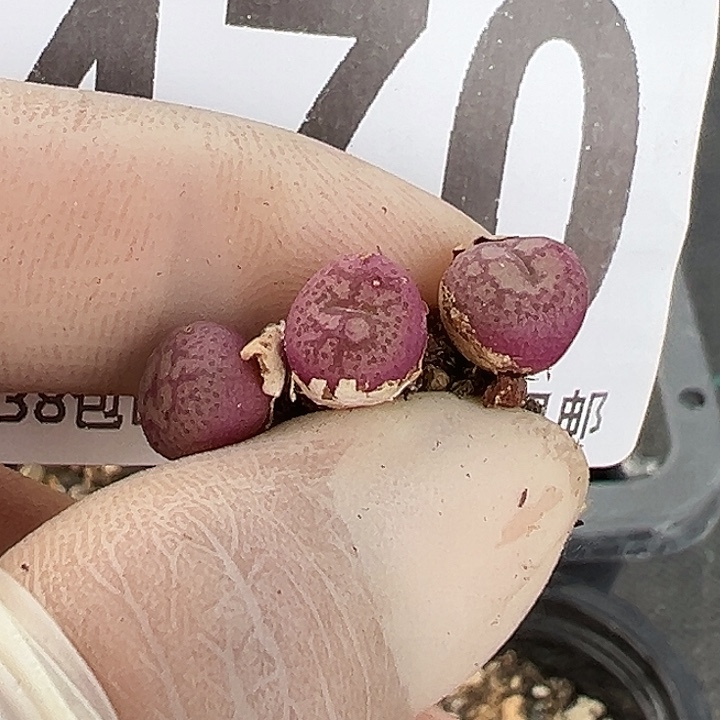 无花朵空***格470号猴3个