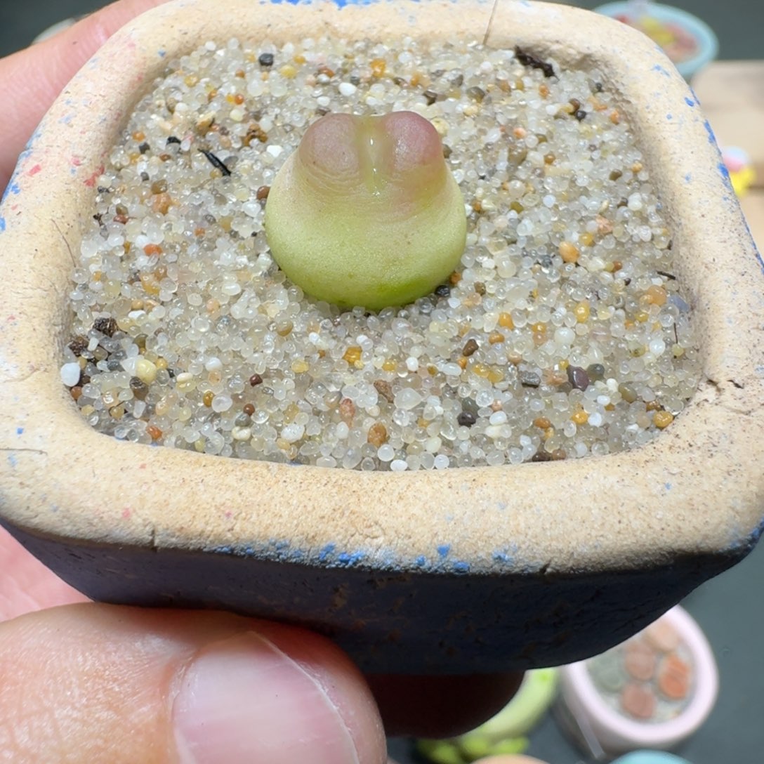 红陶蘑菇303拉登