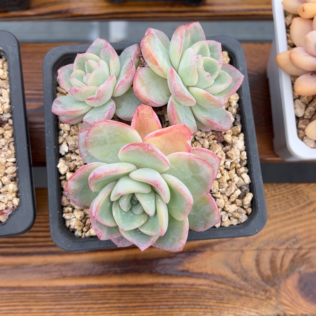 张张精品多肉泡芙