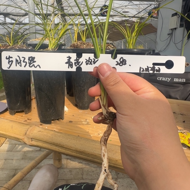 完全开放非公经济看咯