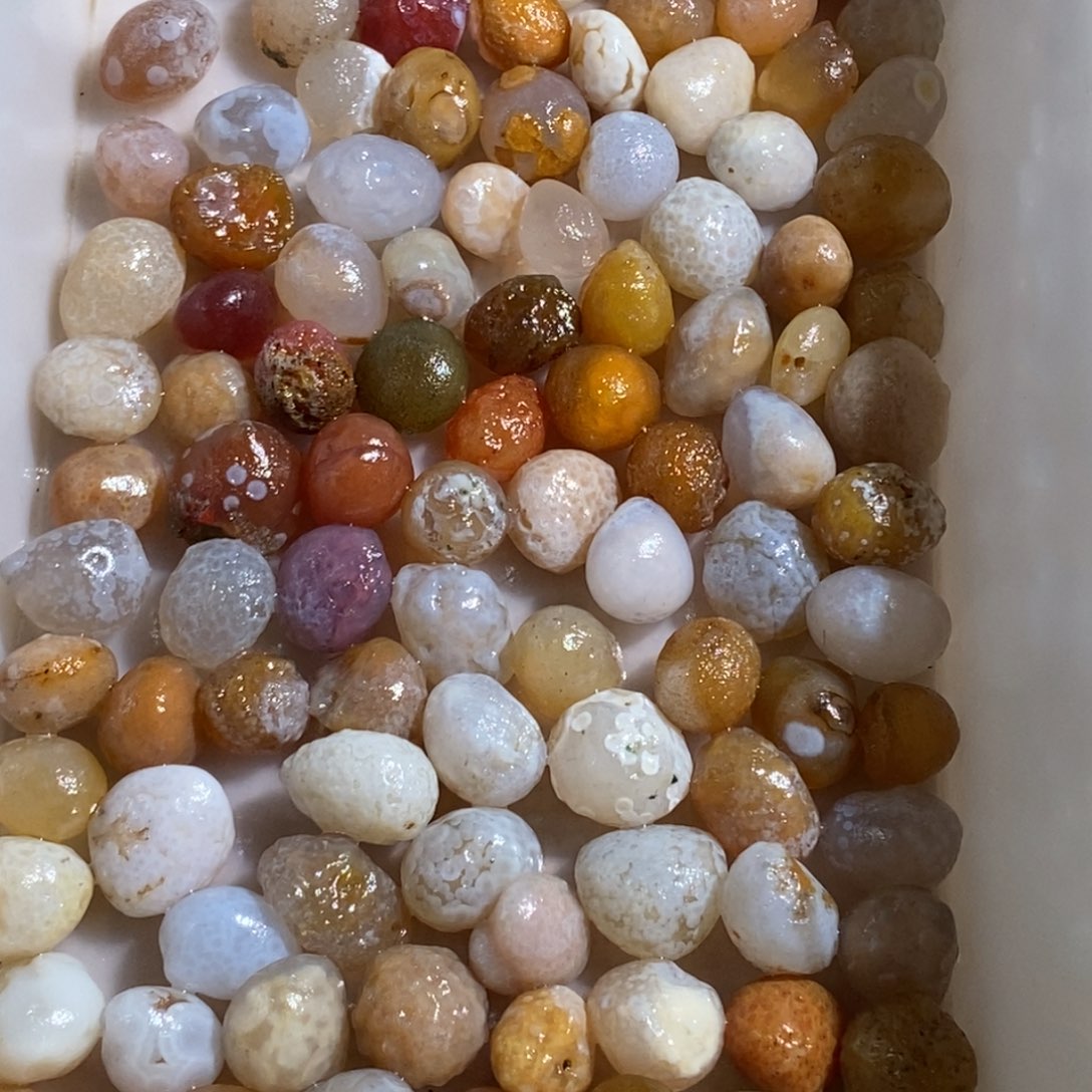 叫***志阿拉善的花点花盆石