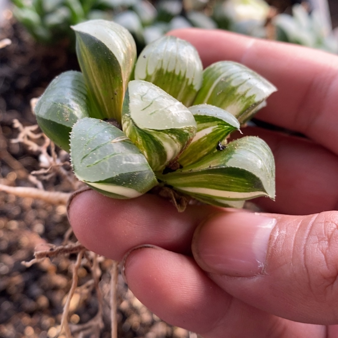 2734 一颗实生咖啡锦 白咖 超级福利